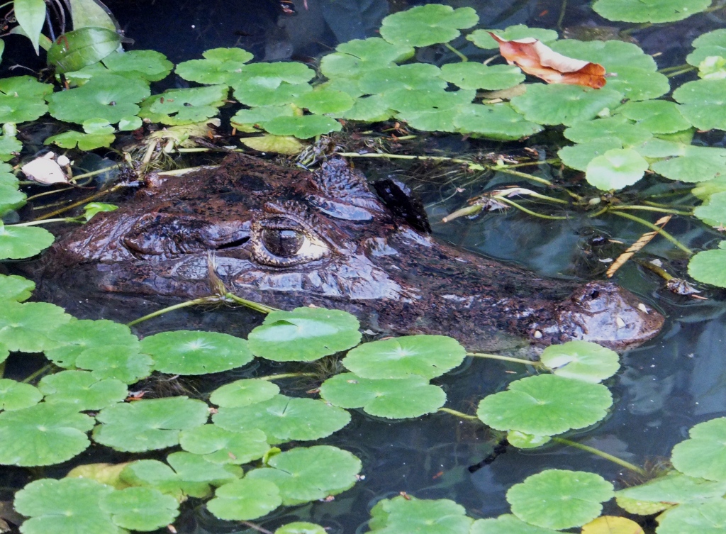 A caiman, lurking in between the water lilies