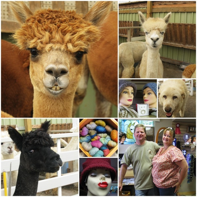 Beautiful animals at 1 Stop Alpaca