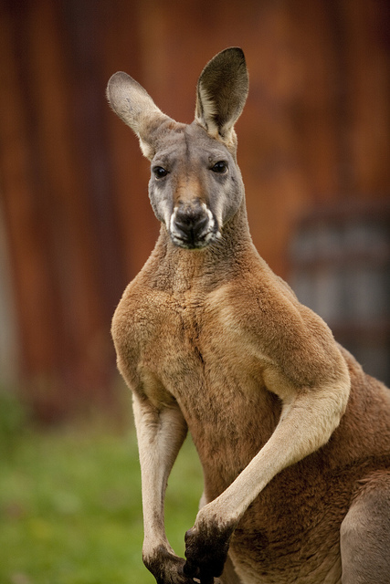 Kangaroos inhabit the Outback
