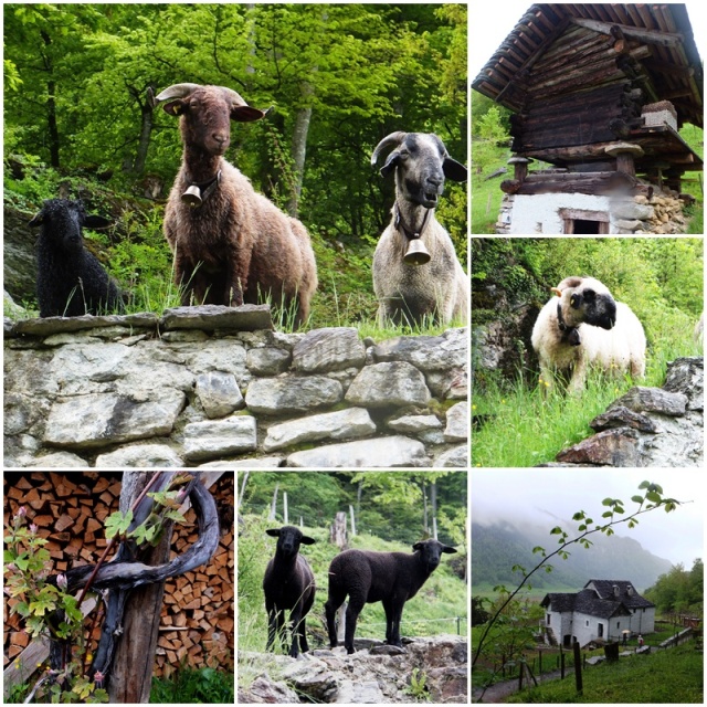 The goats were very nosy