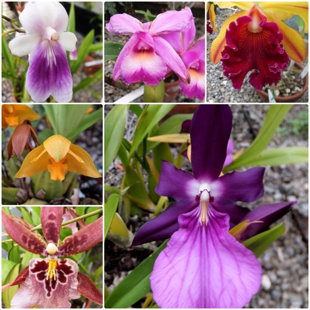 Orchids are among the most popular exhibits at the Buffalo Botanical Gardens