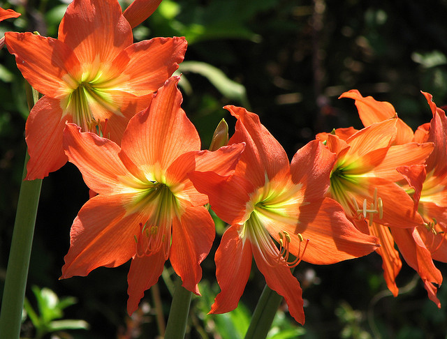 Flower Forest, image under the Creative Common License by Flickr User Karunaka Rayker