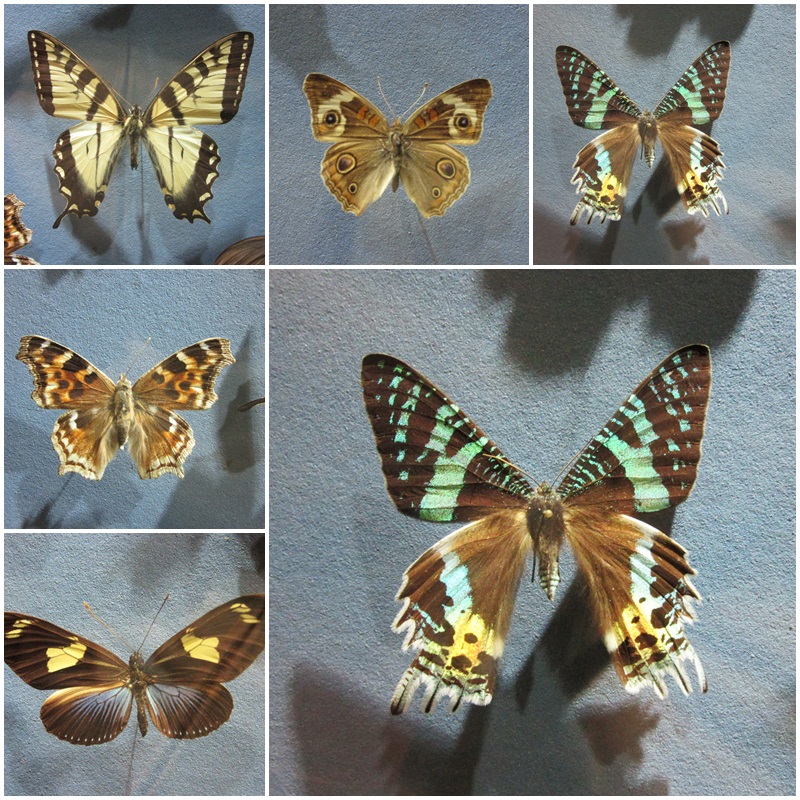 Mounted butterflies are much easier to photgraph