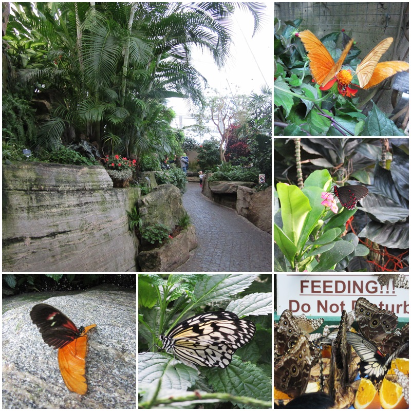 Inside the NIagara Falls Butterfly Conservatory